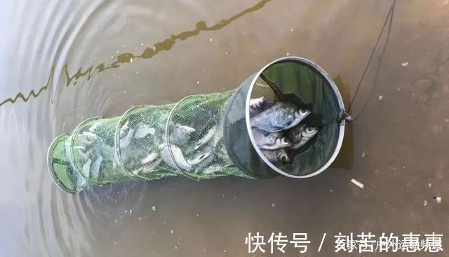 肥猫|应对冬季特有的鱼情变化,掌握这几点大鲫鱼连竿上!