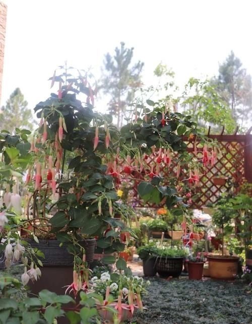 “最累”的8种花,花开连续几个月,一次开花几百朵!