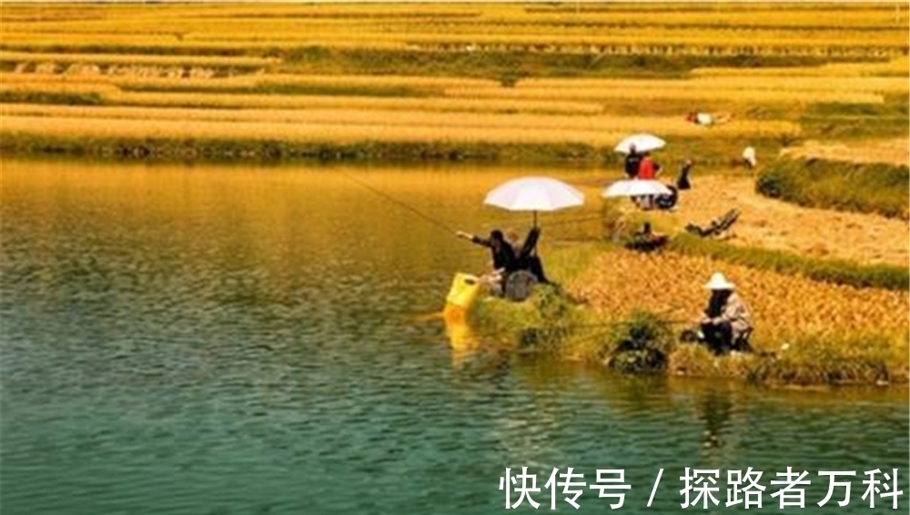 四季钓鲫鱼,有人说春秋两季最好,我却认为是冬季,原因有4点