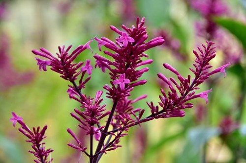 12种奇花异草,认识3种以上,就算见多识广了!