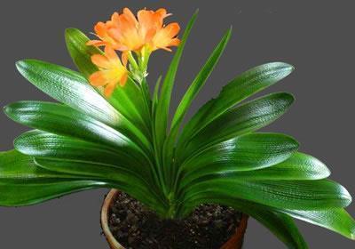 君子兰|天热了,君子兰有“3怕1喜”,了解掌握才能安全度夏,新手别忽视