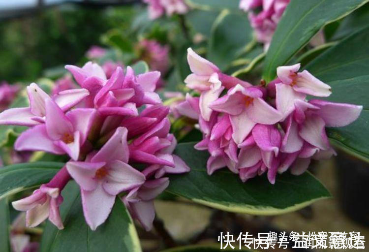 白兰花|开花最香的几种花,家里养一盆,花开不断,还能旺财!