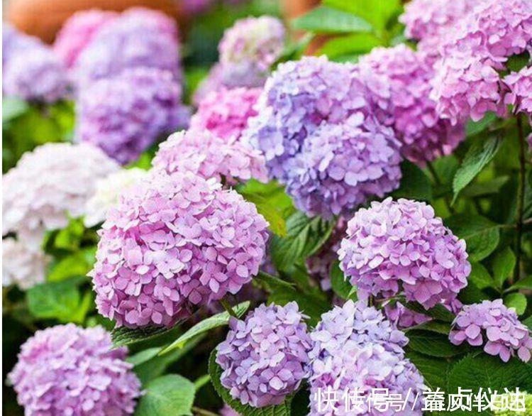 星形花|4种花很漂亮，漂亮又好闻，全年开花不断，好养易爆盆