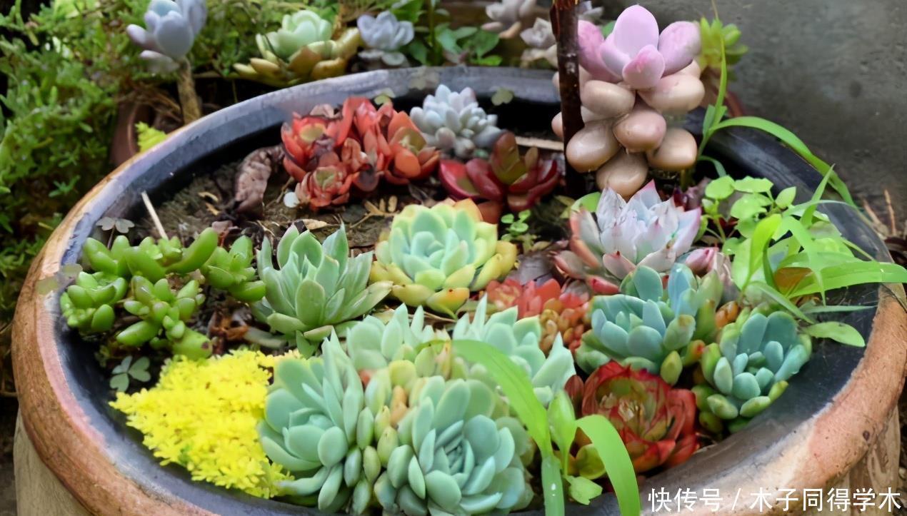 韵味|用这些“物件”当容器养花,打造漂亮花园,看上去更有韵味