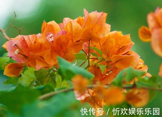 适应能力|夏天养菊花不如养这些花卉，越热长得越好，放在阳台，晒晒变花海