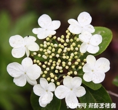 旺夫|5大农历出生吉日，生儿是人才，生女是栋梁，家门人丁旺