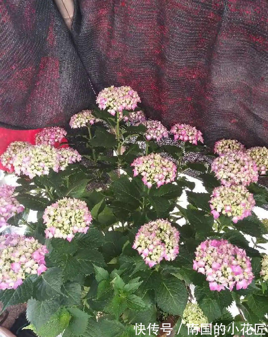 叶片|夏天怕晒的花,赶紧搬到阴凉地儿,再晒成枯杆了