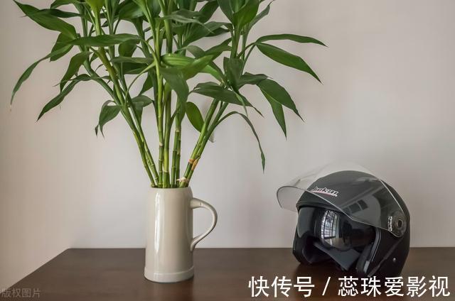 阿姨|为什么富贵竹“养单不养双”？老阿姨一句话，庆幸自己养对了