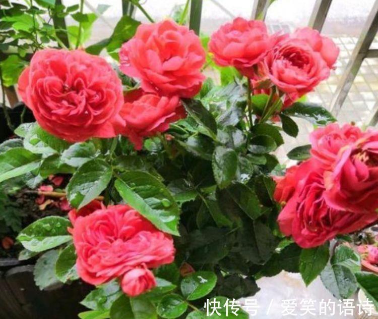 元宝花|家里就养4种漂亮花,一年四季开不停,1盆开出300朵花!