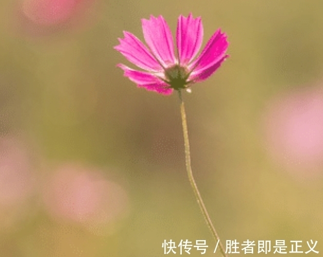 桃花|财运如虹，接财接福接桃花，11月份日子红红火火的四个属相