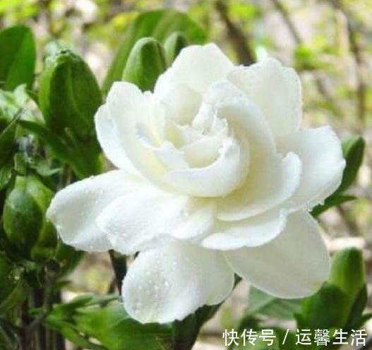 凤仙花|最适合养在阳台的5种花，婀娜多姿，香飘怡人