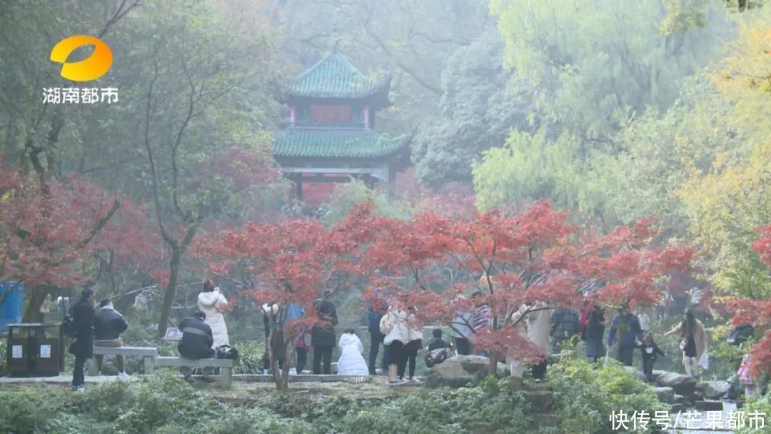 岳麓山|美爆了！岳麓山枫叶进入最佳观赏期，错过等一年