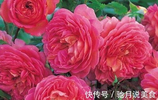 喜欢菊花,那就养“精品玫瑰”银禧庆典,花开梦幻,爆成花海