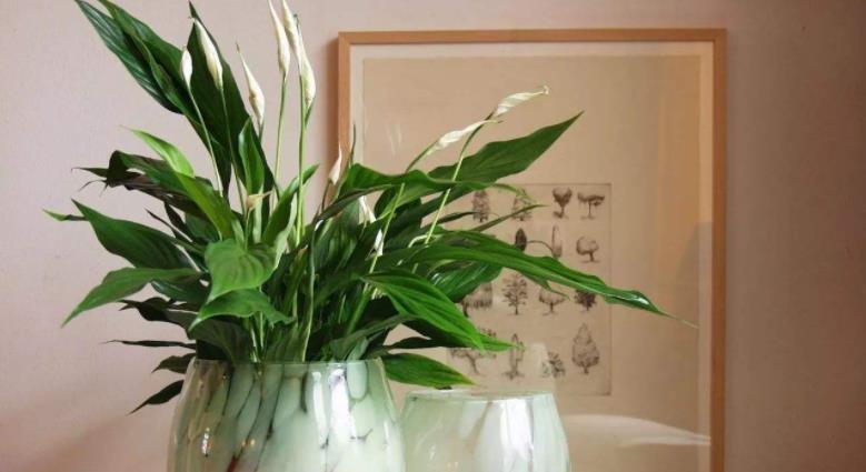 养花“三宝”:蛋壳、菜叶子、白醋,这些废弃物也能当肥料