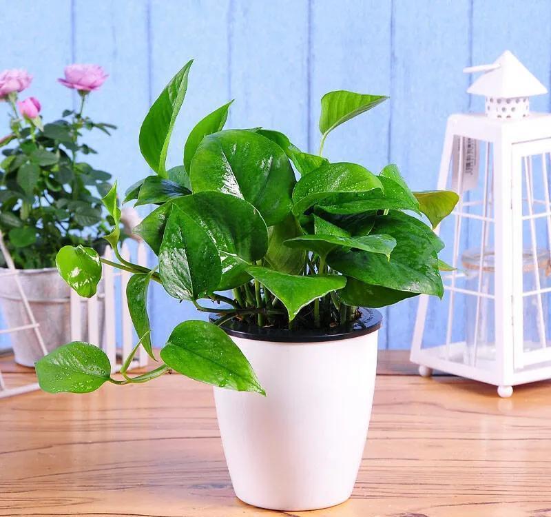 这些花卉很好养,没有阳光也能活,种到室内准没错,大气又美观