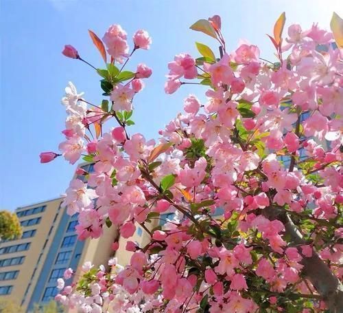 植物|古代的“大户人家”都喜欢养这10种植物，家里养几盆，富贵吉祥旺家宅，你家养了吗