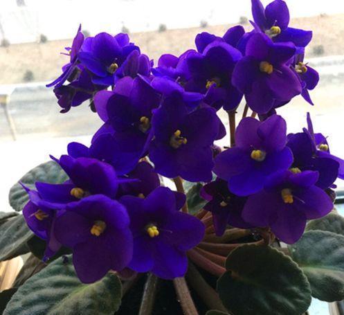 养花试试此几款，花开繁盛花香怡人，花姿妖娆