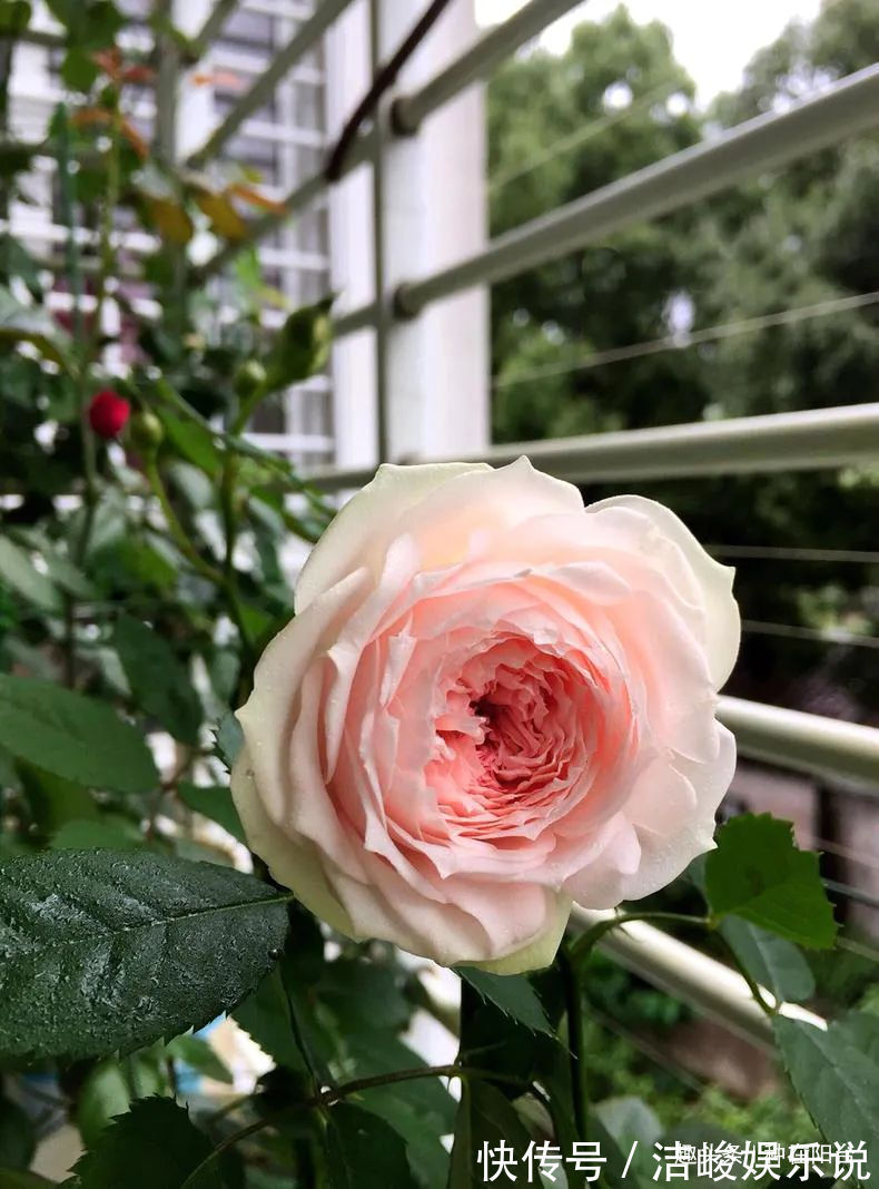 台友们|揭开月季、玫瑰与欧月身世之谜,选花多、貌美、香气浓的来栽种