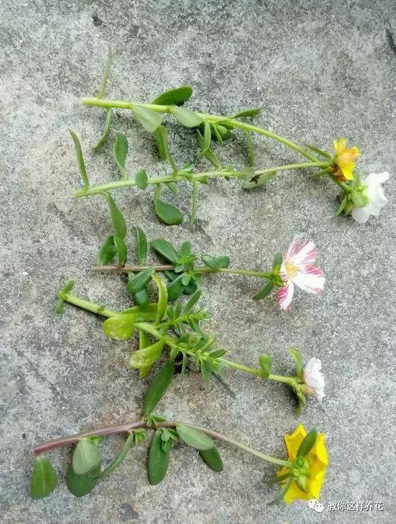 1个小窍门,普通的太阳花也能养成万元盆景老桩,邻居纷纷来学!