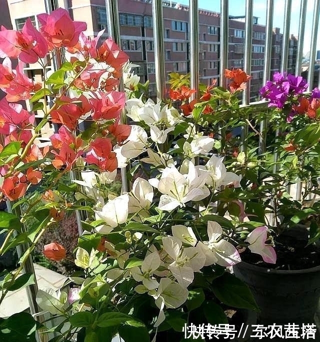 三角梅这样施肥, 根壮枝条粗, 不断出花苞, 一直开花不间断