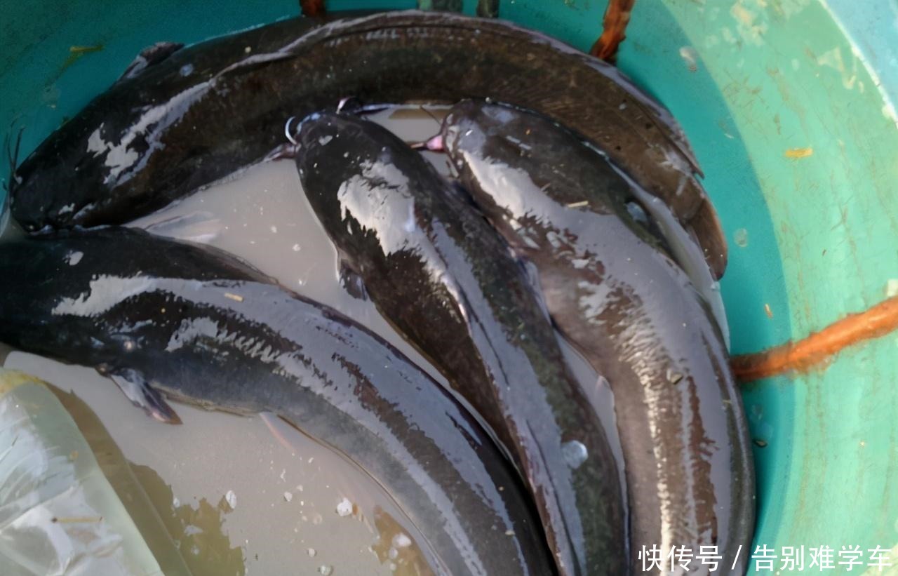 有人|这鱼全身是宝,比甲鱼还鲜嫩,5元一斤却少有人买,鱼贩子太脏