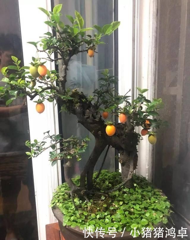 银杏树|聪明人爱养这八种“守家树”，护宅吉祥保平安，养好了都是传家宝