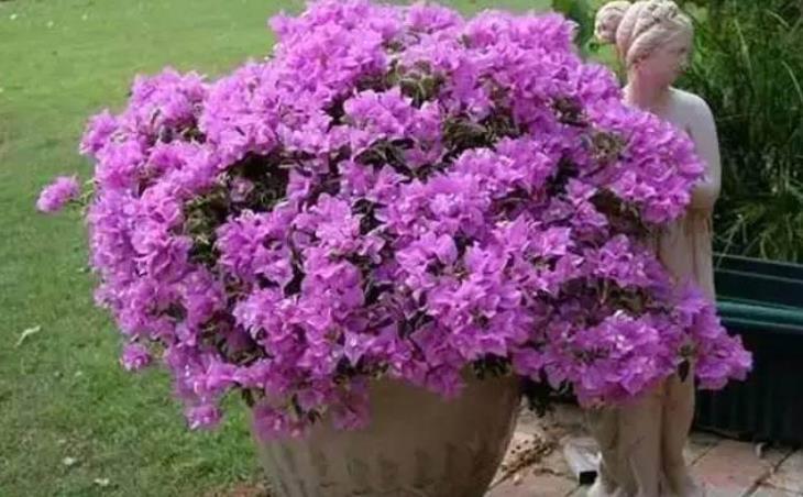 冬季4种花“特欠剪”,不剪开花少,冬季勤修剪,春季开爆盆!