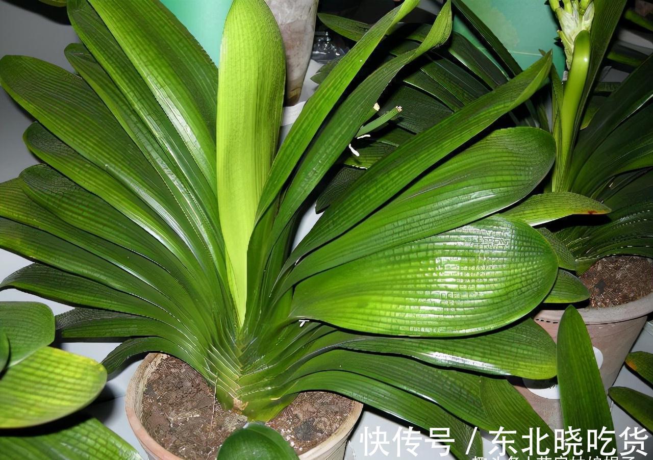 叶片|养君子兰时,当叶片出现这9种异状,能快速找出病因,及时解决