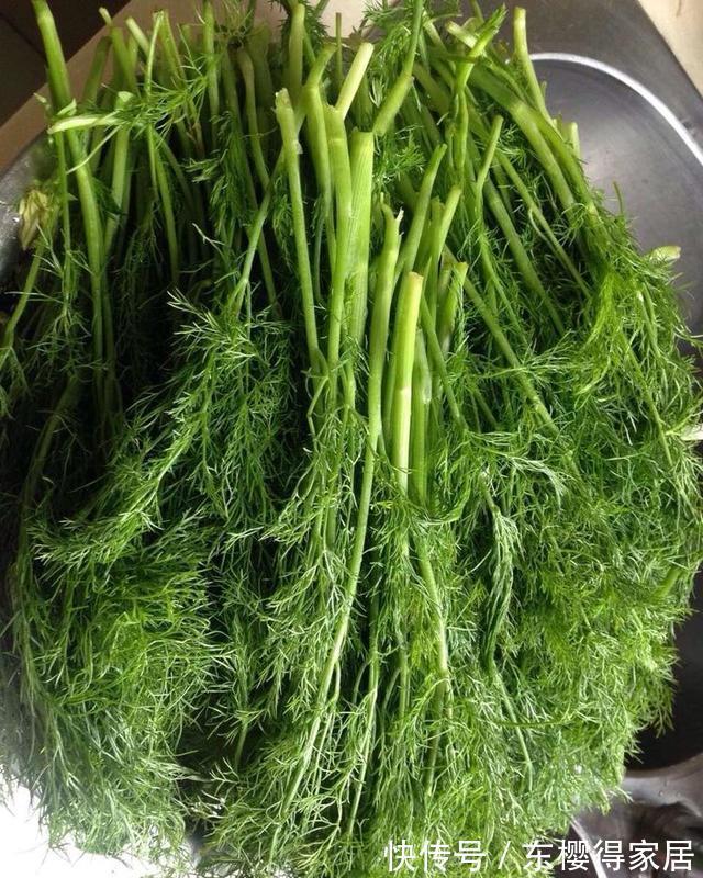 养肝护肝|养肝就是抗衰老，3种常见野菜，养肝护肝，肝脏排毒，女人更年轻