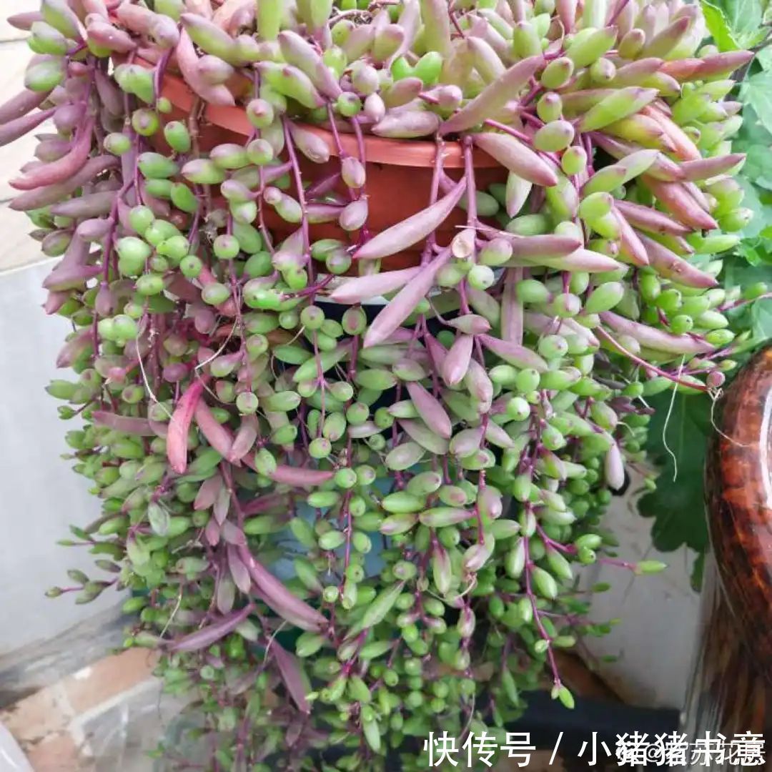 超好养的18种植物,第一名竟然是它!绿萝只能排倒数