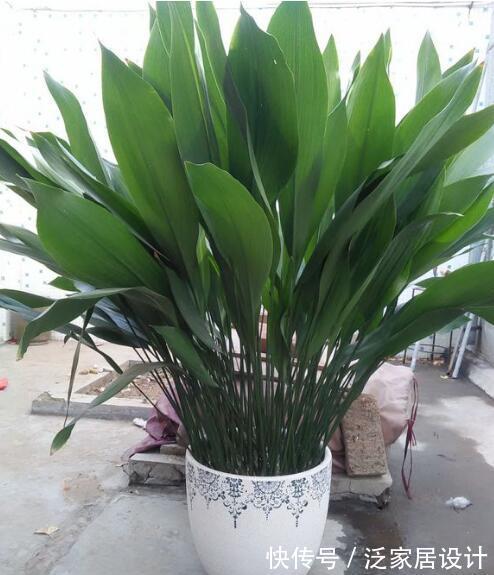 太阳花|8种“漂亮花”,堪称“不死花”,随便养一养,新芽爆满缸