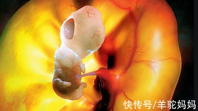 胎儿|刚出生的宝宝都是50㎝长?并不是乱报数，而是医生的用心良苦