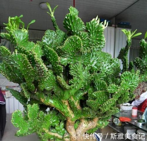 此3种花,年轻人都说丑,多养几年,越来越气派,价值能翻倍