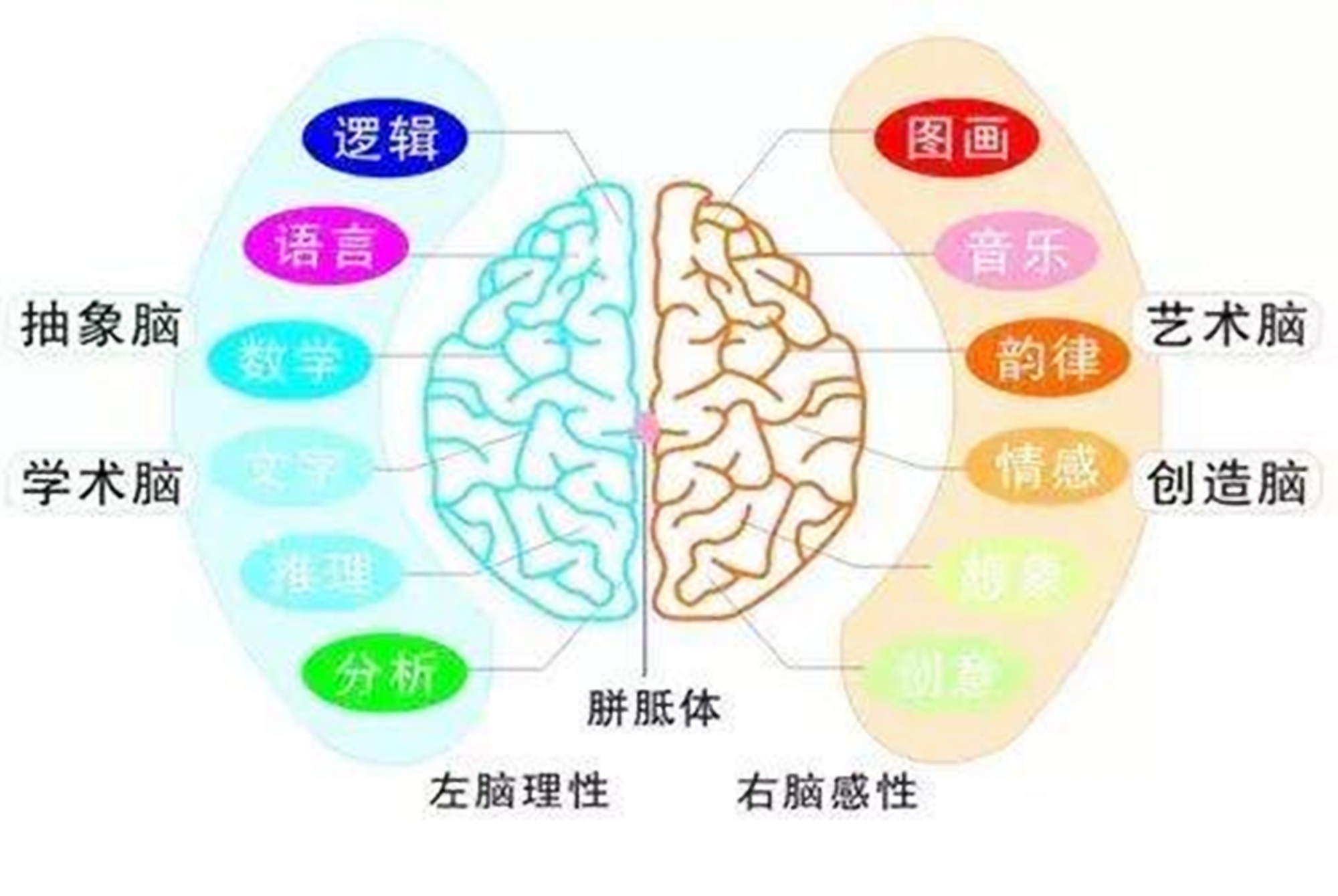 用手|“左撇子”孩子比普通人更聪明科学家左撇子远没你想的那么简单