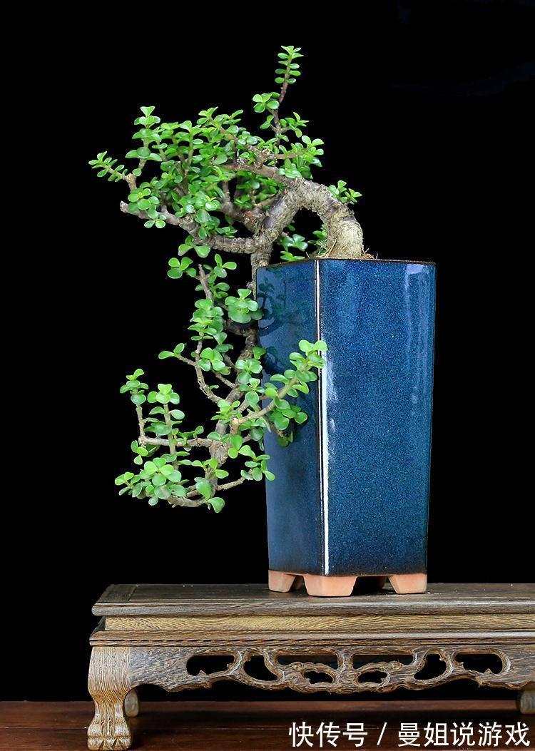 6大“富贵花”,能养几十年,花大雍容又华丽,能养成“传家宝”