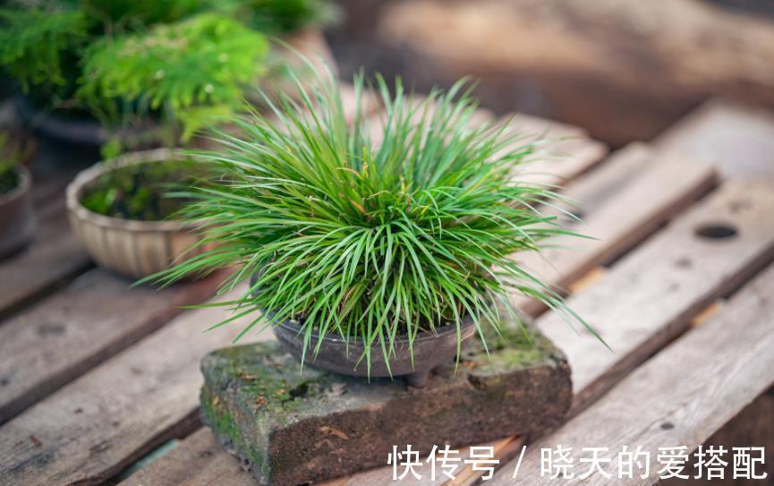 叶片|管不住手就养10种花，颜值高好养护，丢水里呼呼长满盆