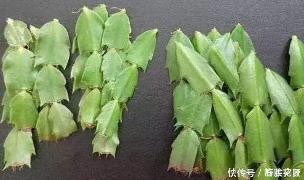 她繁殖蟹爪兰,就用1把“梳子”,3周长出“胡须根”