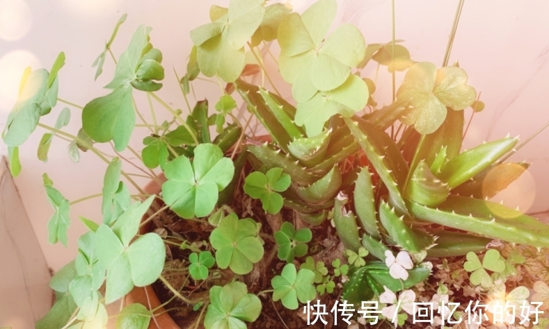 养花种草,土壤结冰该怎么办?马上换盆土,一刻都不要多等