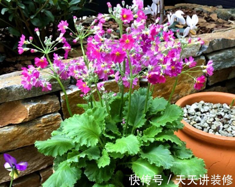 开花期|新人养花很容易上手的报春花,盆栽注意5点,开花又多又美