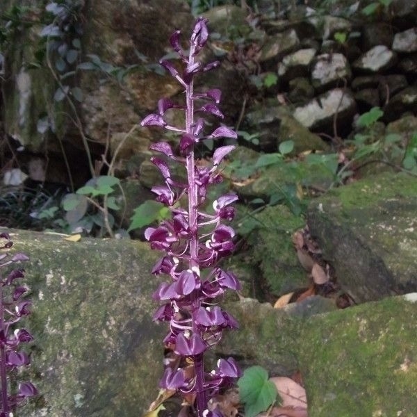 农民|这野草喜欢在石头缝里生根发芽,常被农民所忽视,殊不知珍贵难得