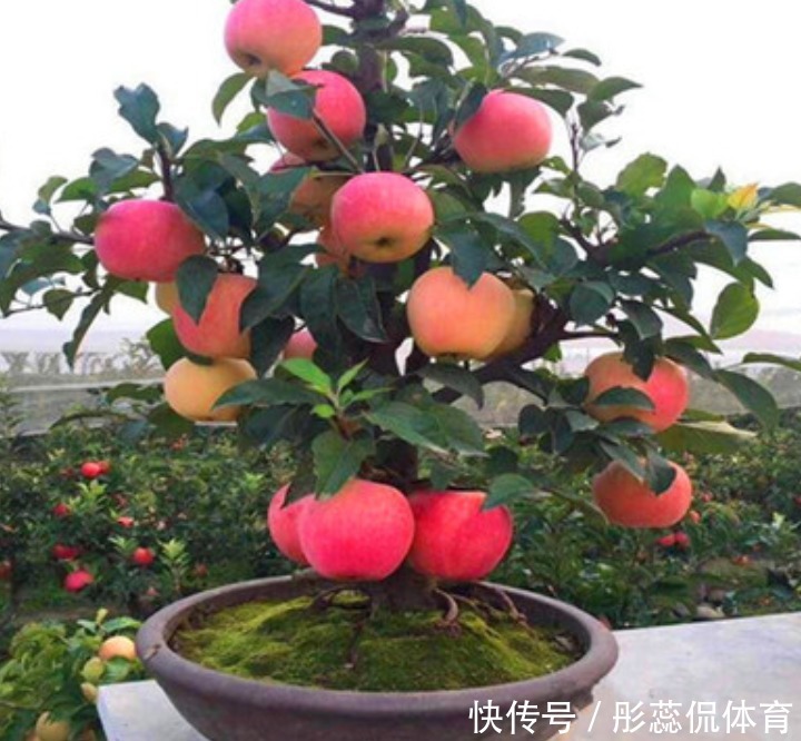 嫌弃|家里有院子,4种果树别嫌弃,好看好养活,比养花强