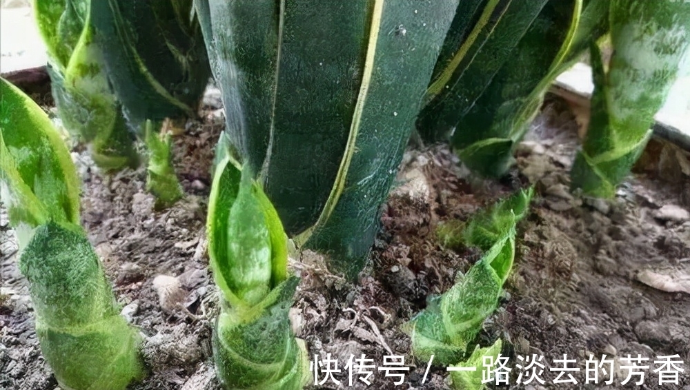 盆栽|怎样知道花卉要翻盆了?有5个表现就要注意,否则会严重影响生长