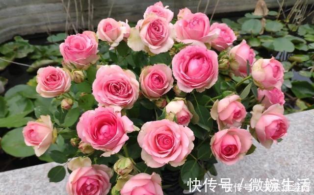 阳台上|年度十大流行花卉,摆在家里,高贵优雅,又美又仙