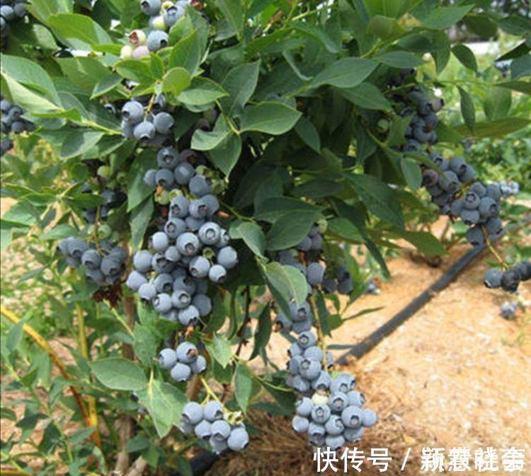 水果|农村院子栽6种树，寓意美好又旺宅，还能吃新鲜水果