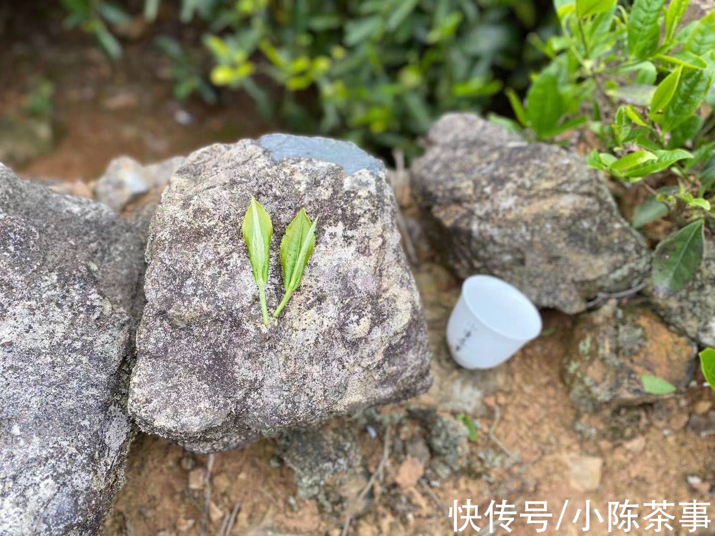 白毫银针|立春过后，雨水不远，2022年白茶什么时候才开采？这里有剧透哦