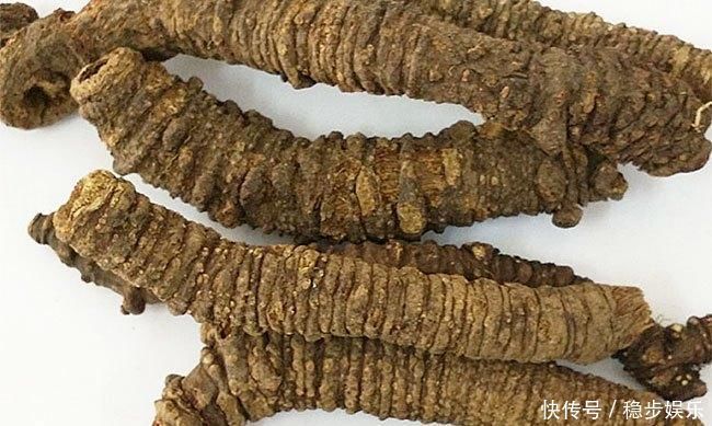 蒲公英|羌活能祛风除湿，散寒止痛，用于风寒感冒，上半身风湿痹痛