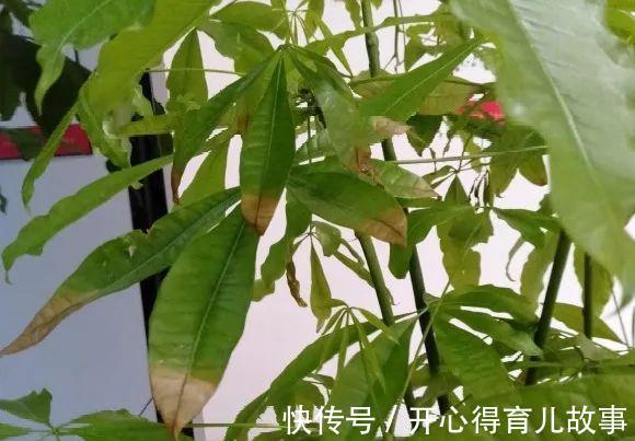 10种花，一降温就黄叶，赶紧换个地方养