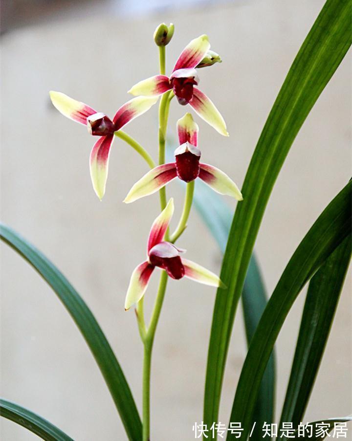 曾经千金一苗的建兰,第一红素,现普草价,花色鲜艳,兰香馥郁