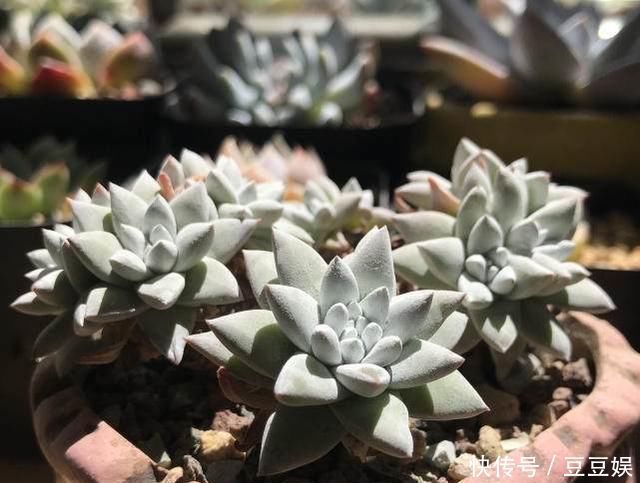 夏天来了,这些多肉最耐晒,度夏没问题,越养越肥厚