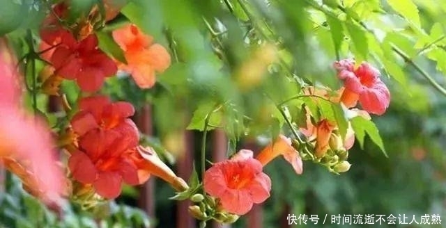 家有小院,一定要做个篱笆墙,美的世间少有!